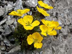 Imagem de Papaver aurantiacum Loisel.