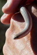 Image of Linnaeus' Lance Skink