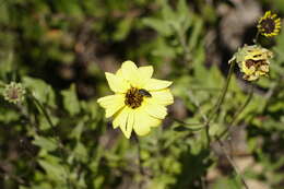 Image de Acmaeodera acuta Le Conte 1860