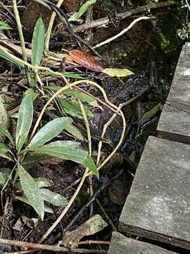 Image of Thamnophis proximus rutiloris (Cope 1885)