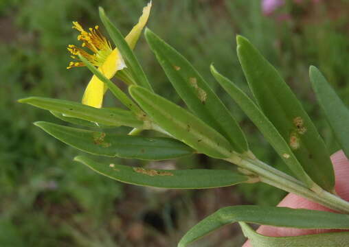 Image of Porcupine-root