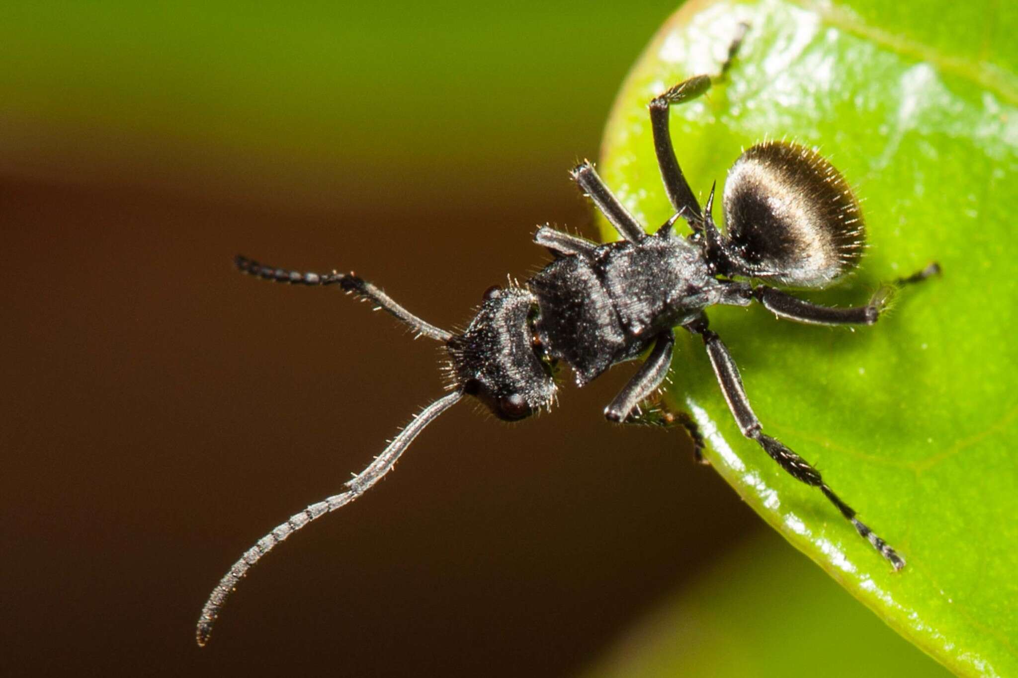 Image of Polyrhachis guerini Roger 1863