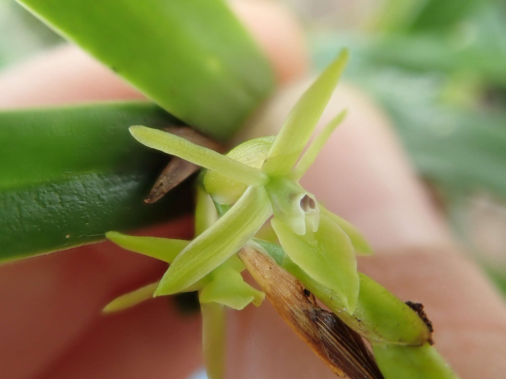 Image of mountain star orchid