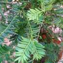 Sivun Taxus chinensis (Pilg.) Rehd. kuva