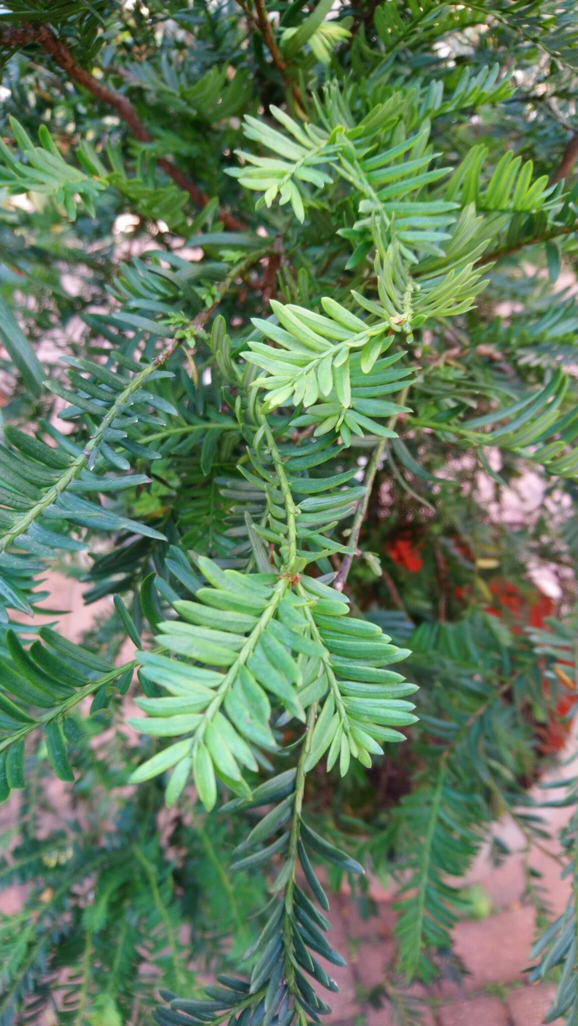 Image of Chinese Yew