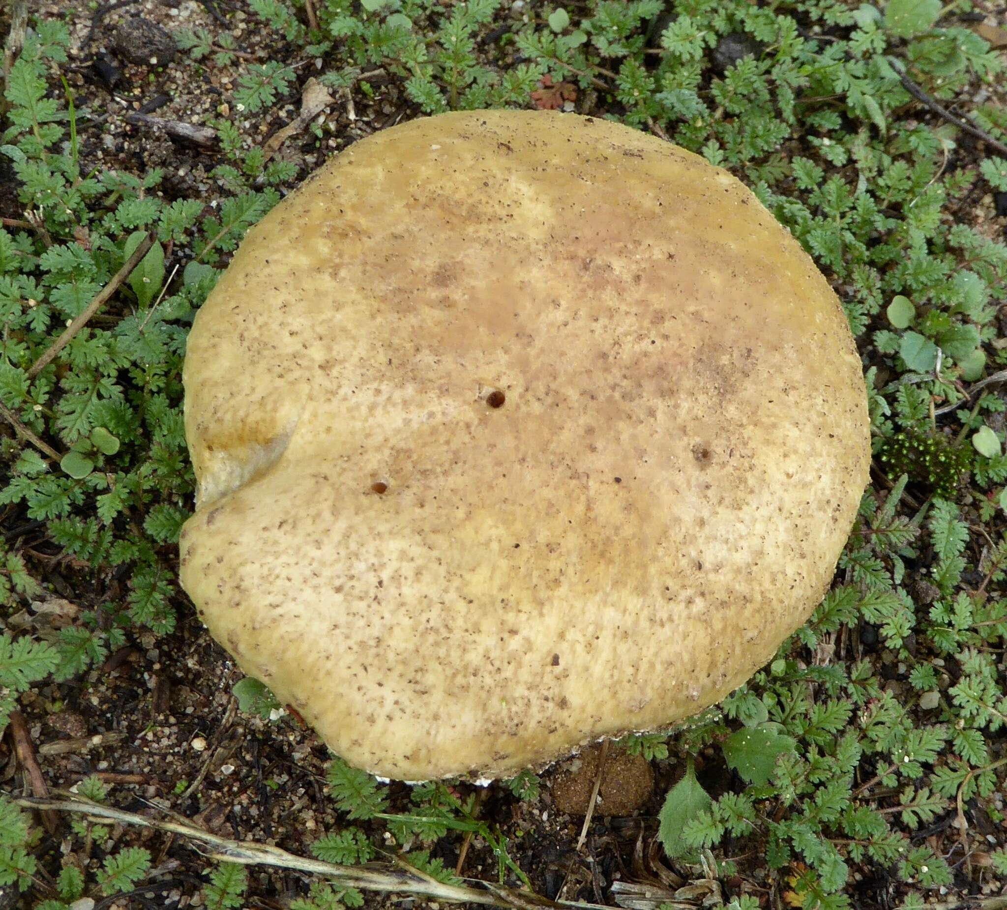 Image of Psilocybe coronilla (Bull.) Noordel. 1995