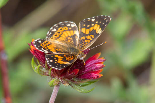 Image of Gorgone Checkerspot