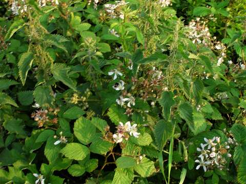 Image of Rubus hylocharis W. C. R. Watson