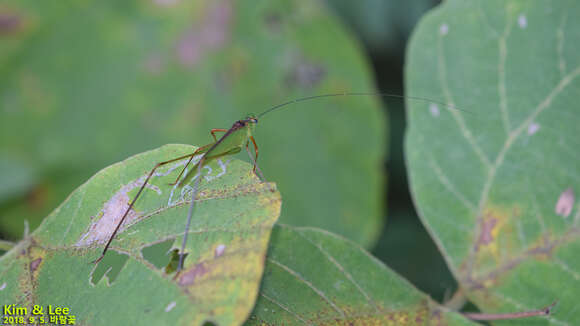 Image of Phaneroptera (Phaneroptera) nigroantennata Brunner von Wattenwyl 1878