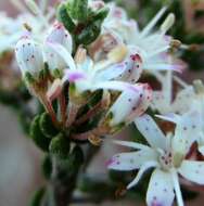 Image of Agathosma blaerioides Cham.