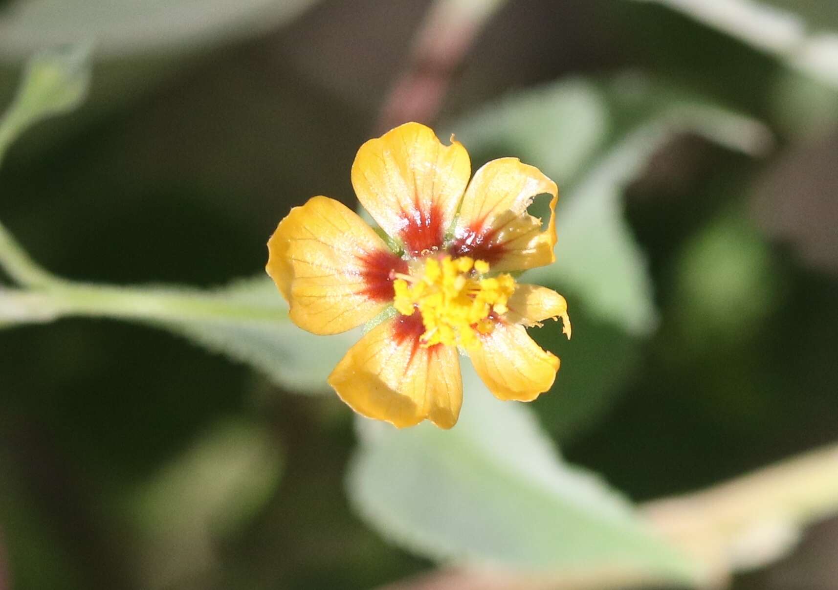 Image of anglestem Indian mallow