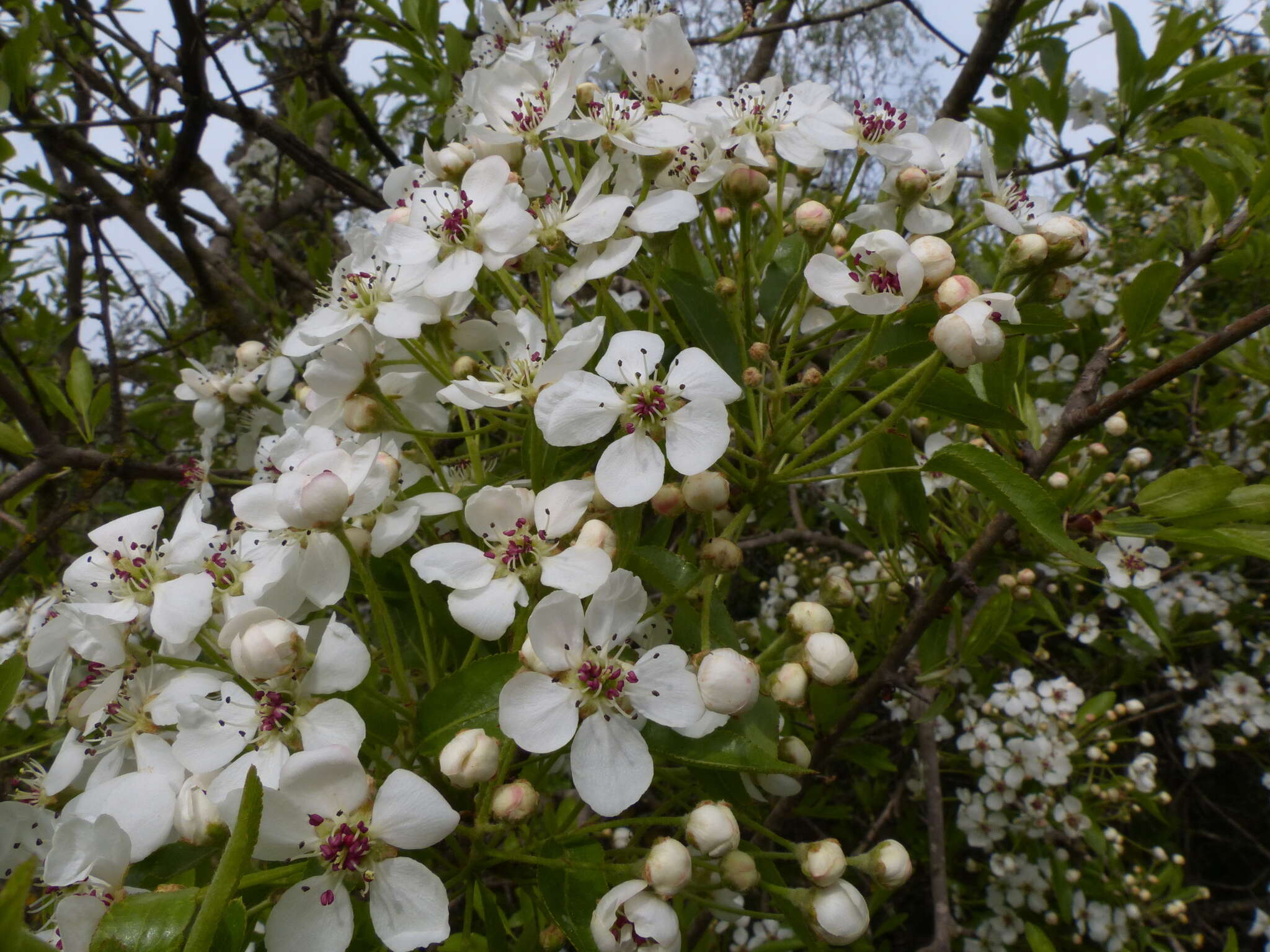 Image of Pyrus syriaca Boiss.