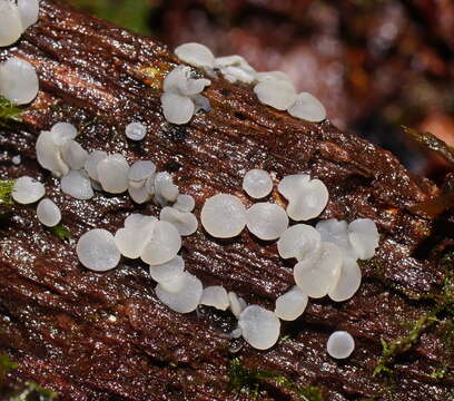 Plancia ëd Mollisia cinerea (Batsch) P. Karst. 1871