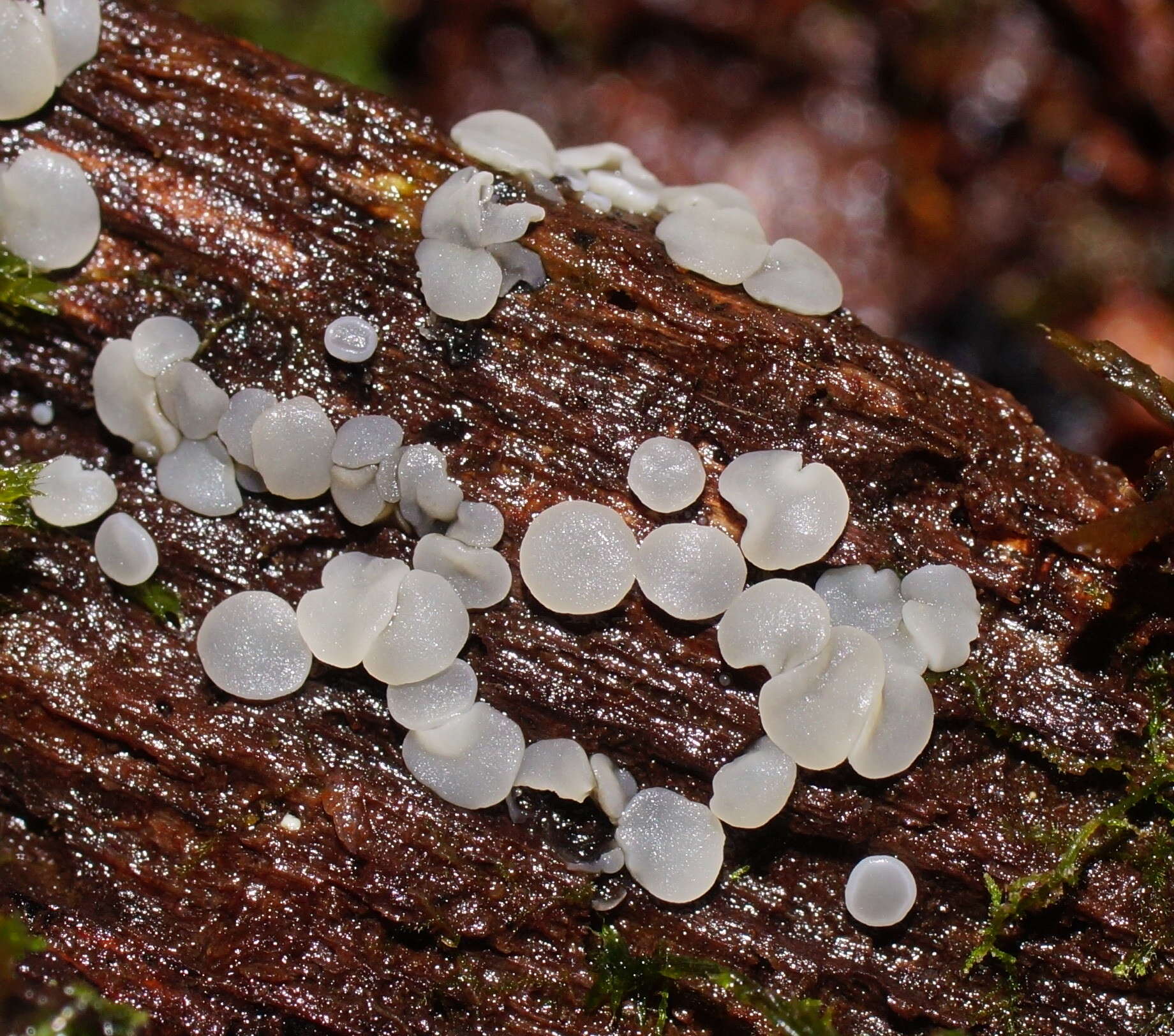 Слика од Mollisia cinerea (Batsch) P. Karst. 1871