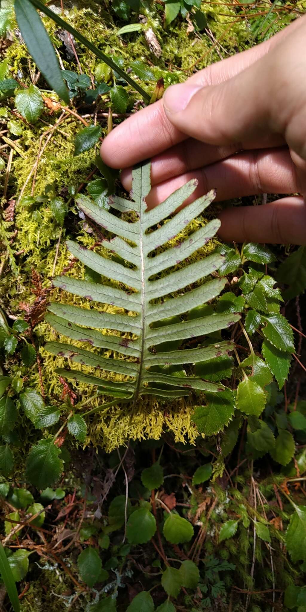 Слика од Polypodiodes amoena (Wall. ex Mett) Ching