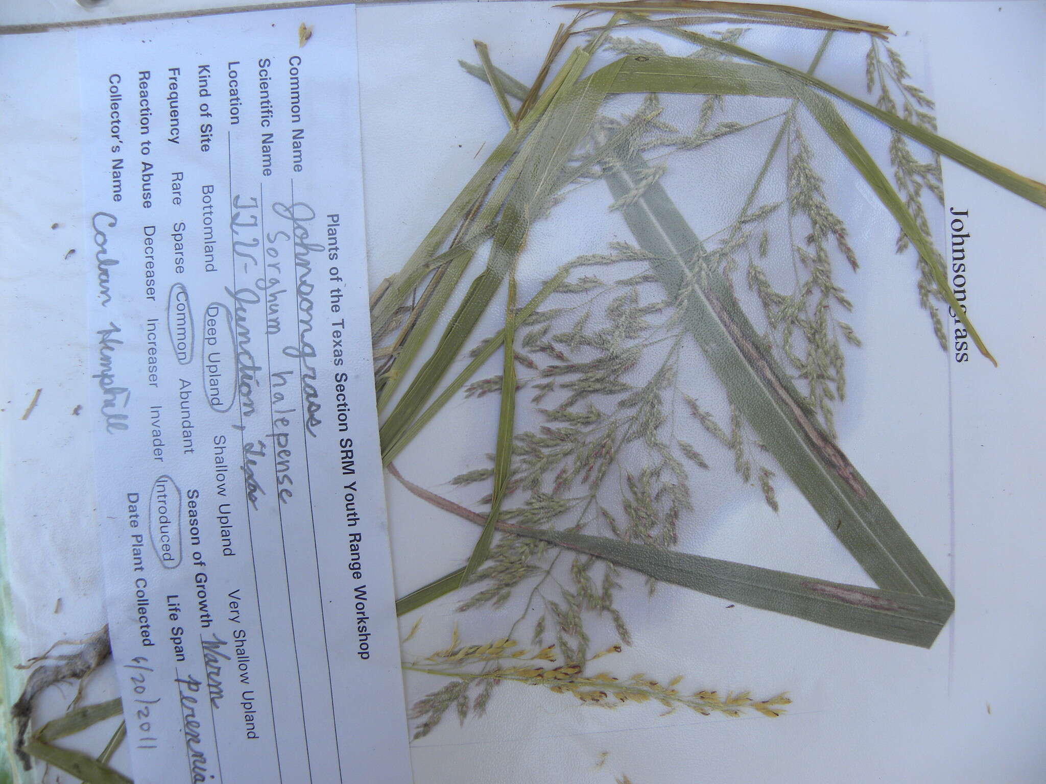 Image of Johnson grass