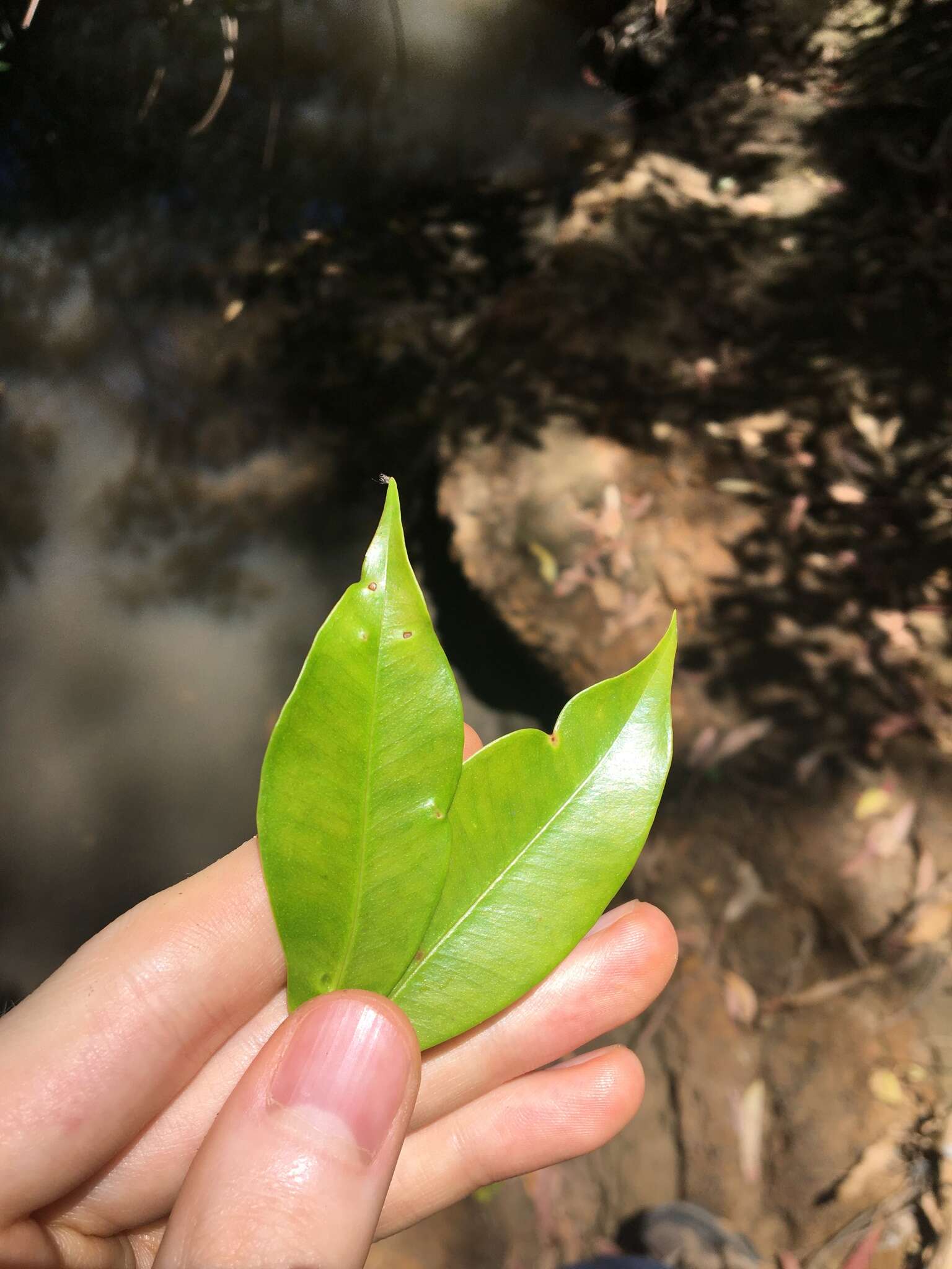 Image of Blue Cherry