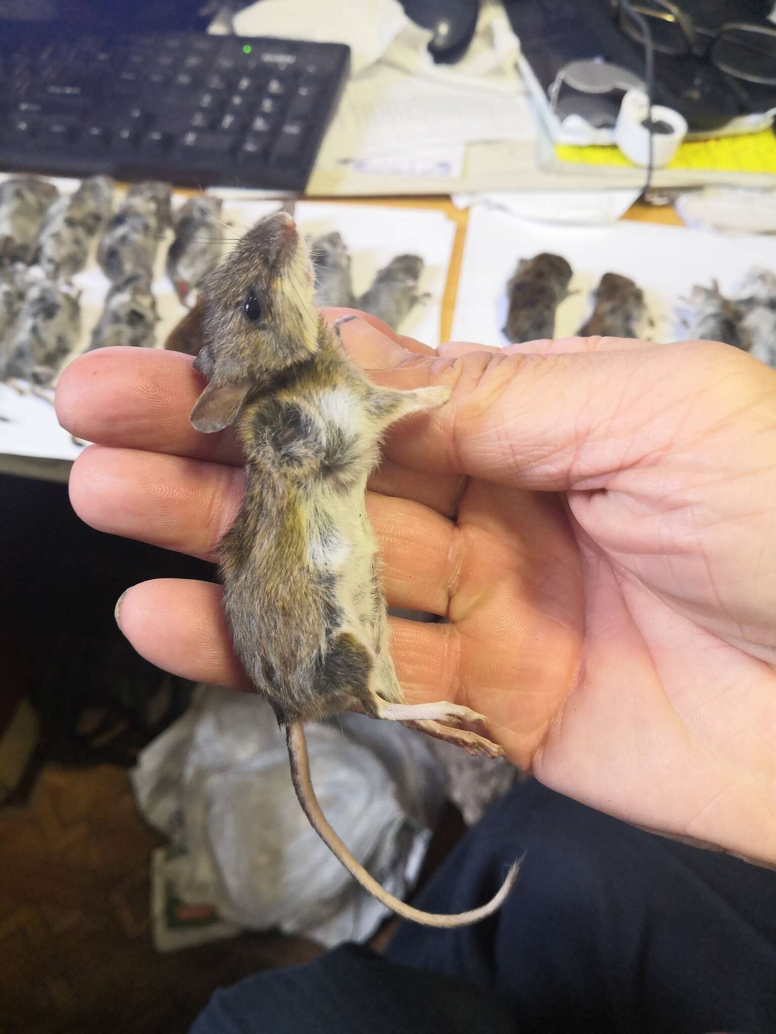 Image of Herb Field Mouse