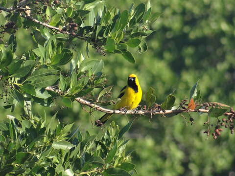 Imagem de Icterus mesomelas (Wagler 1829)