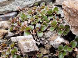 Sivun Salix rotundifolia Trautv. kuva