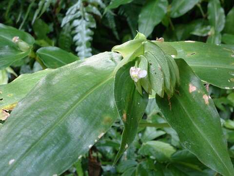 Commelina paludosa Blume的圖片