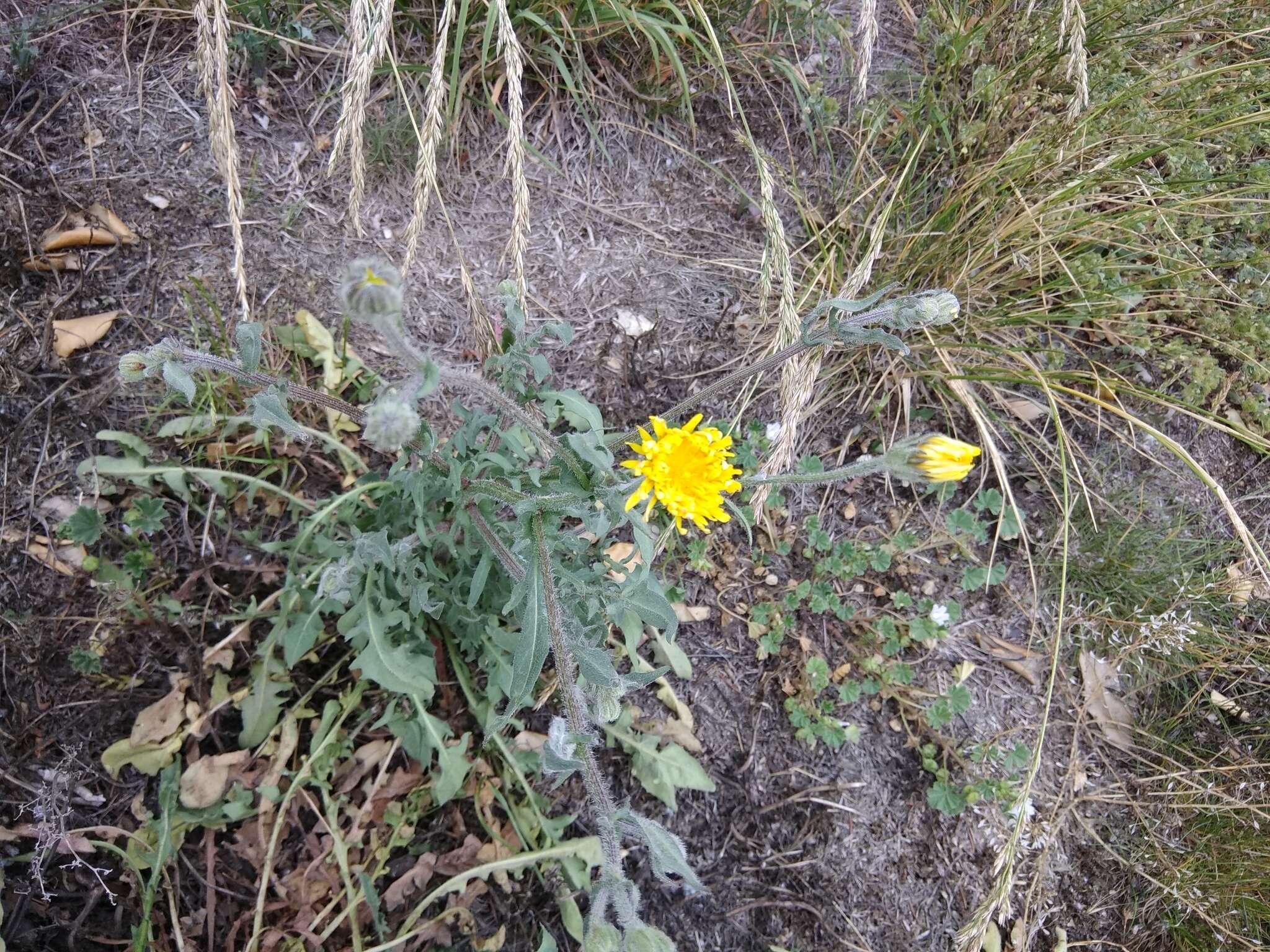 Imagem de Crepis marschallii (C. A. Mey.) Sch. Bip.