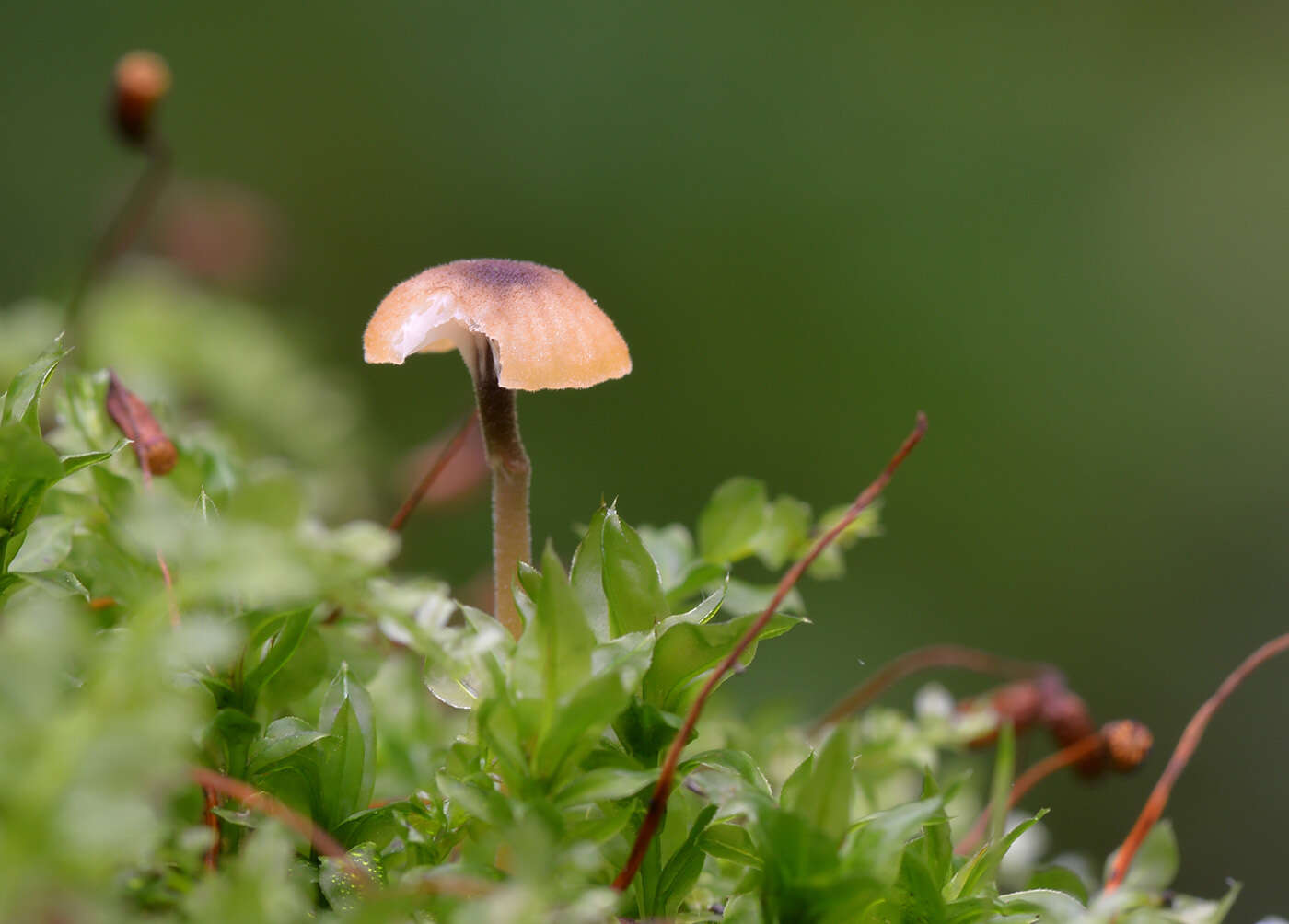 Image of Rickenella swartzii (Fr.) Kuyper 1984