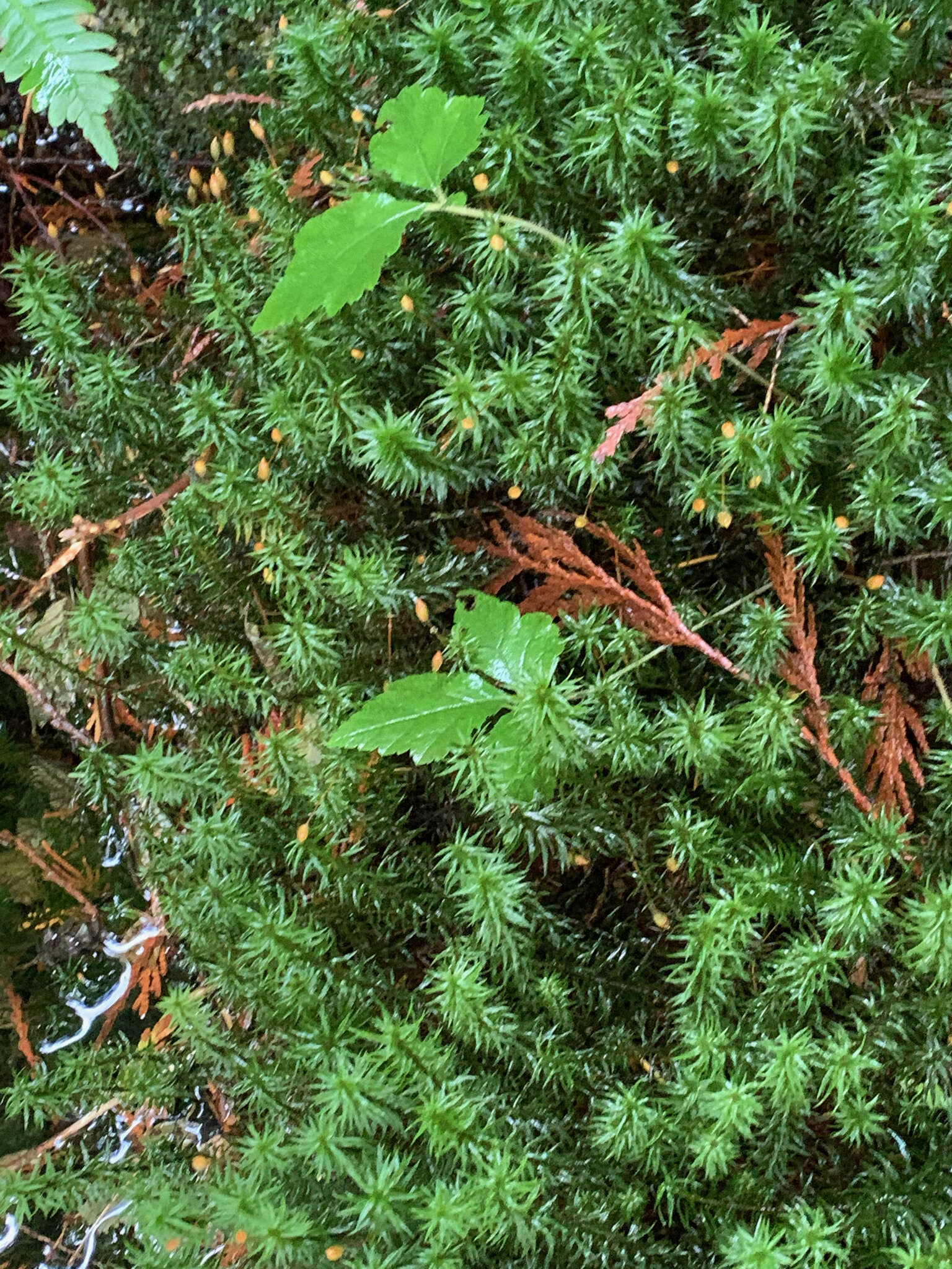 Image of contorted pogonatum moss