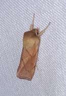 Image of V-lined Quaker Moth