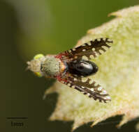 صورة Valentibulla californica (Coquillett 1894)