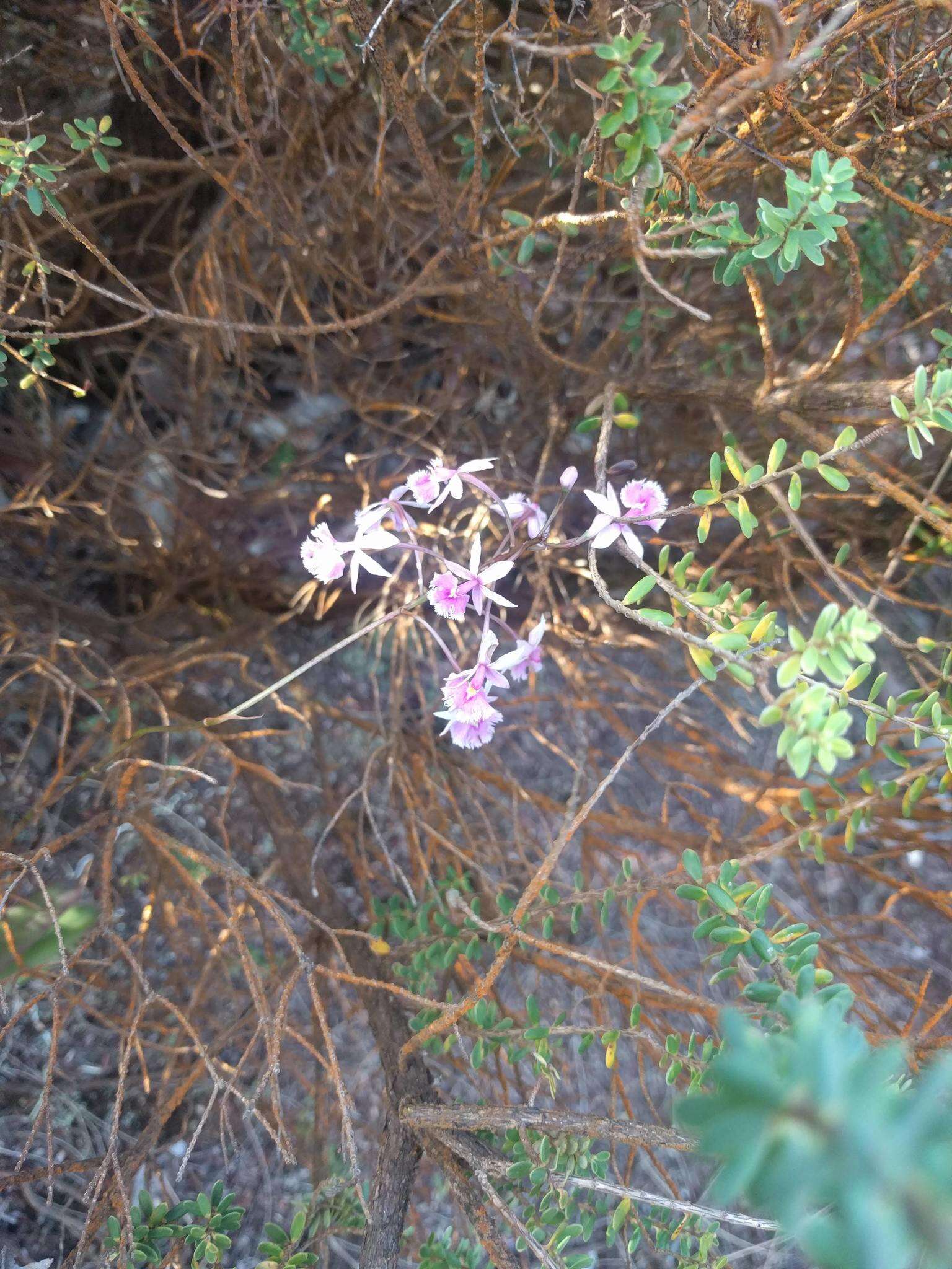 Слика од Epidendrum calanthum Rchb. fil. & Warsz.