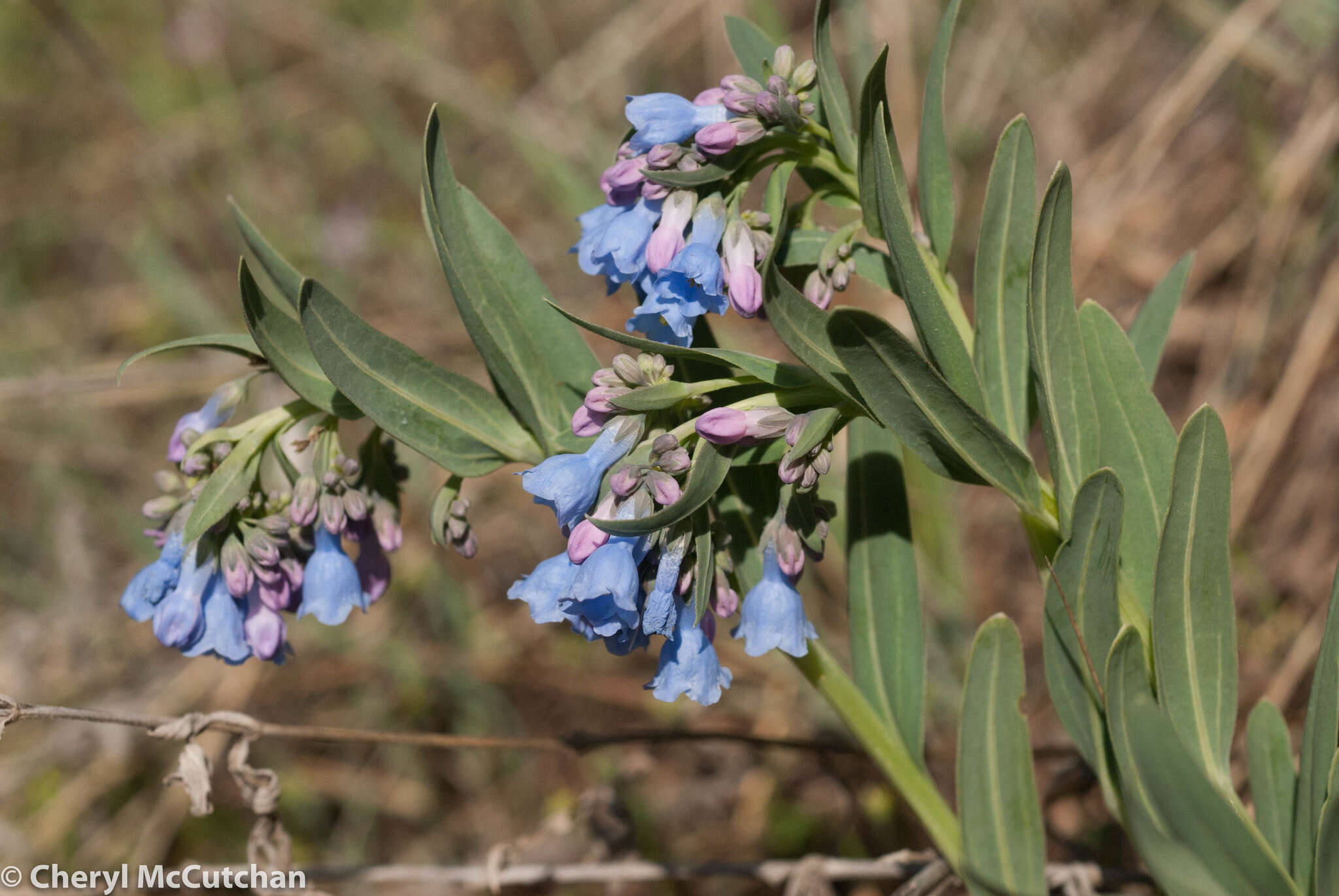 Image of prairie bluebells