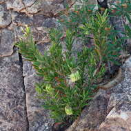 Image de Leionema viridiflorum (Paul G. Wilson) Paul G. Wilson