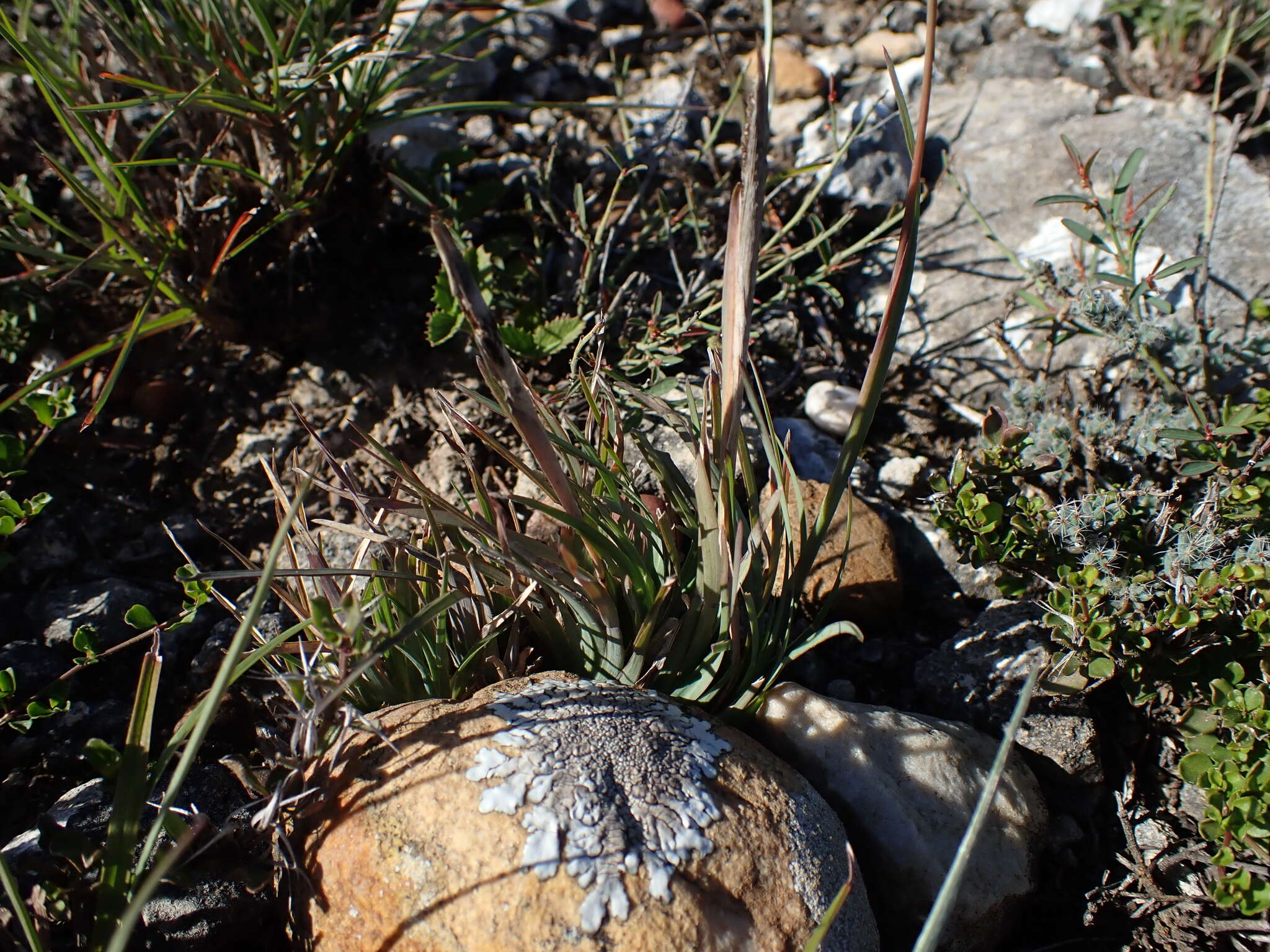 Image de Eustachys paspaloides (Vahl) Lanza & Mattei