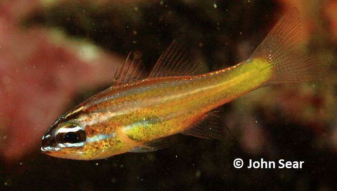 Image of Coral cardinalfish