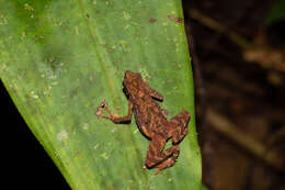 Image of Kadamaian Stream Toad