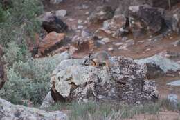 Image of Ring-tailed Rock Wallaby