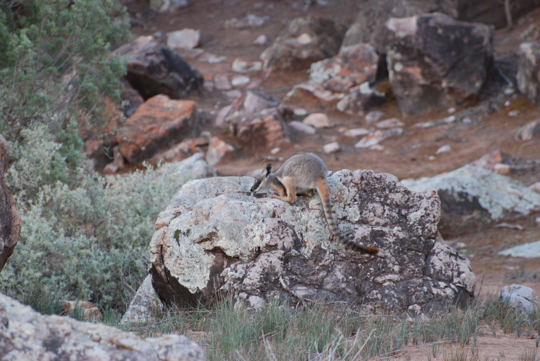 Image of Ring-tailed Rock Wallaby