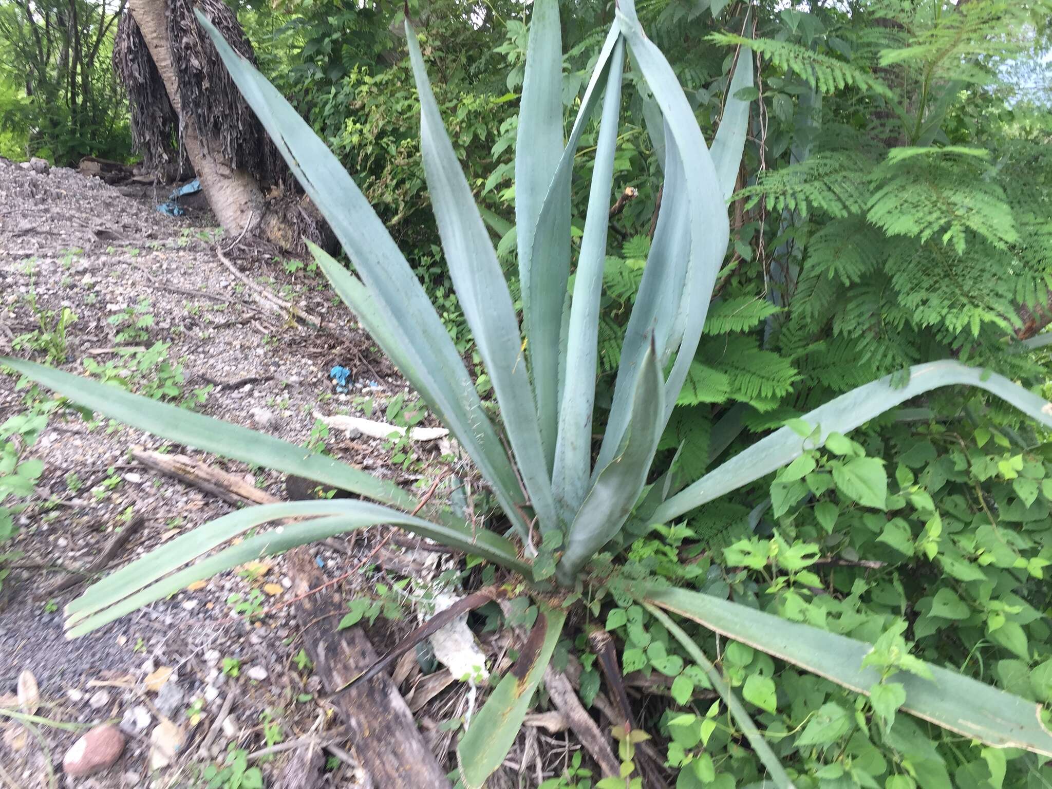 Agave americana var. oaxacensis Gentry resmi