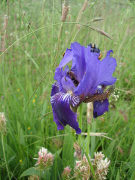 Plancia ëd Iris marsica I. Ricci & Colas.