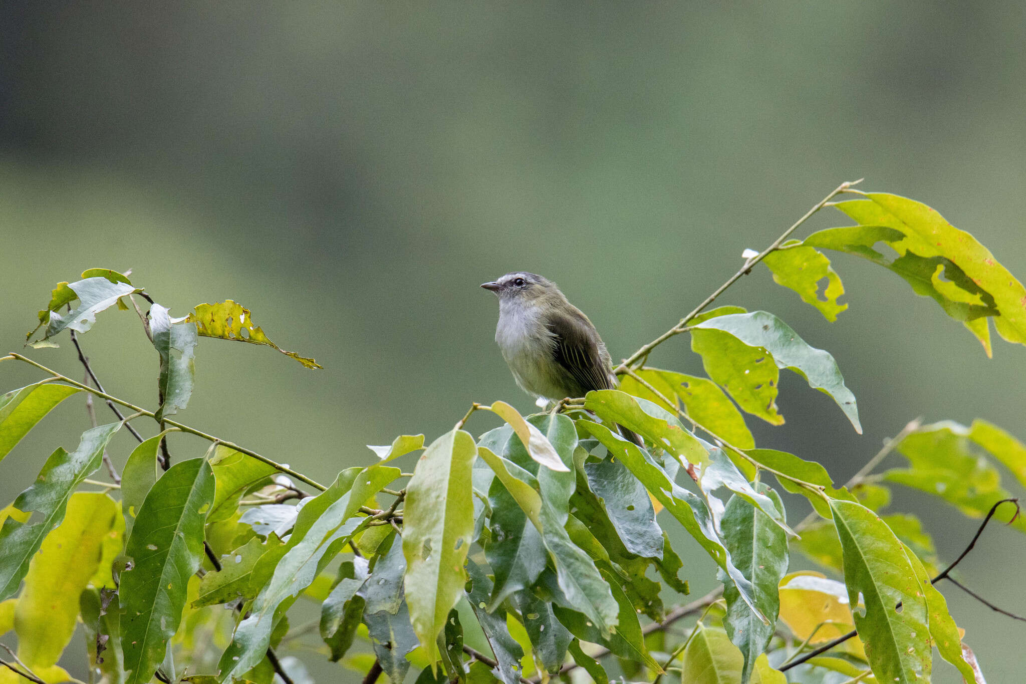 Image of Guatemalan Tyrannulet