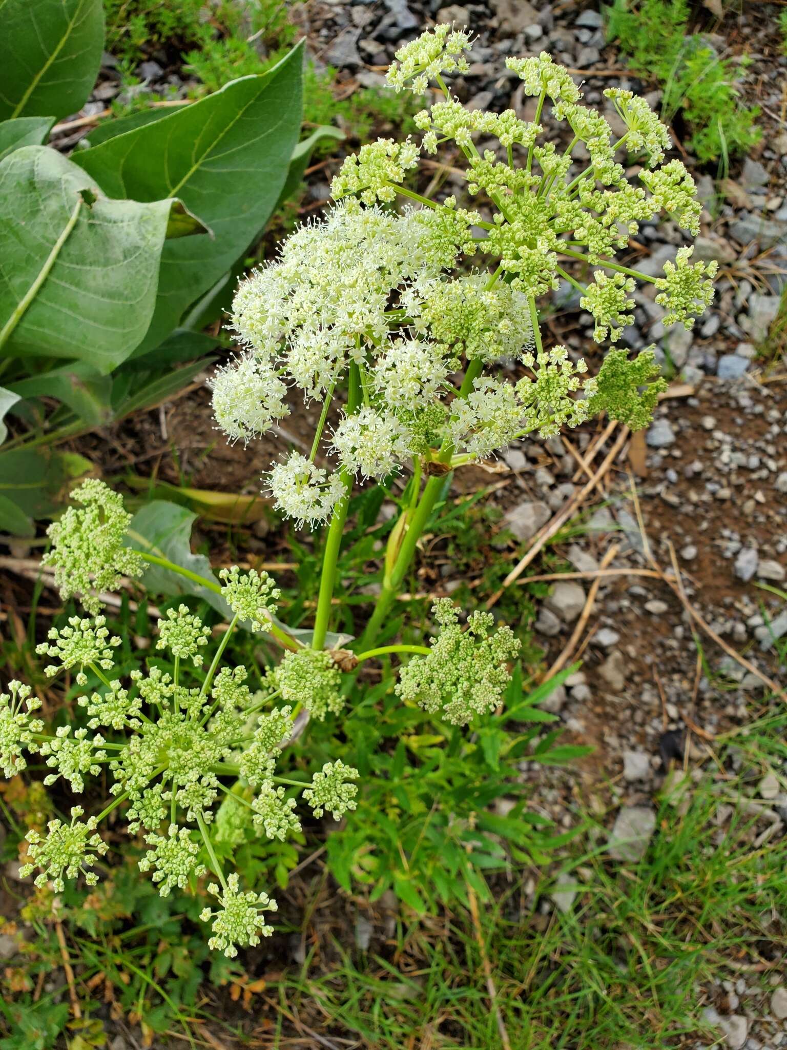 Image of Brewer's angelica