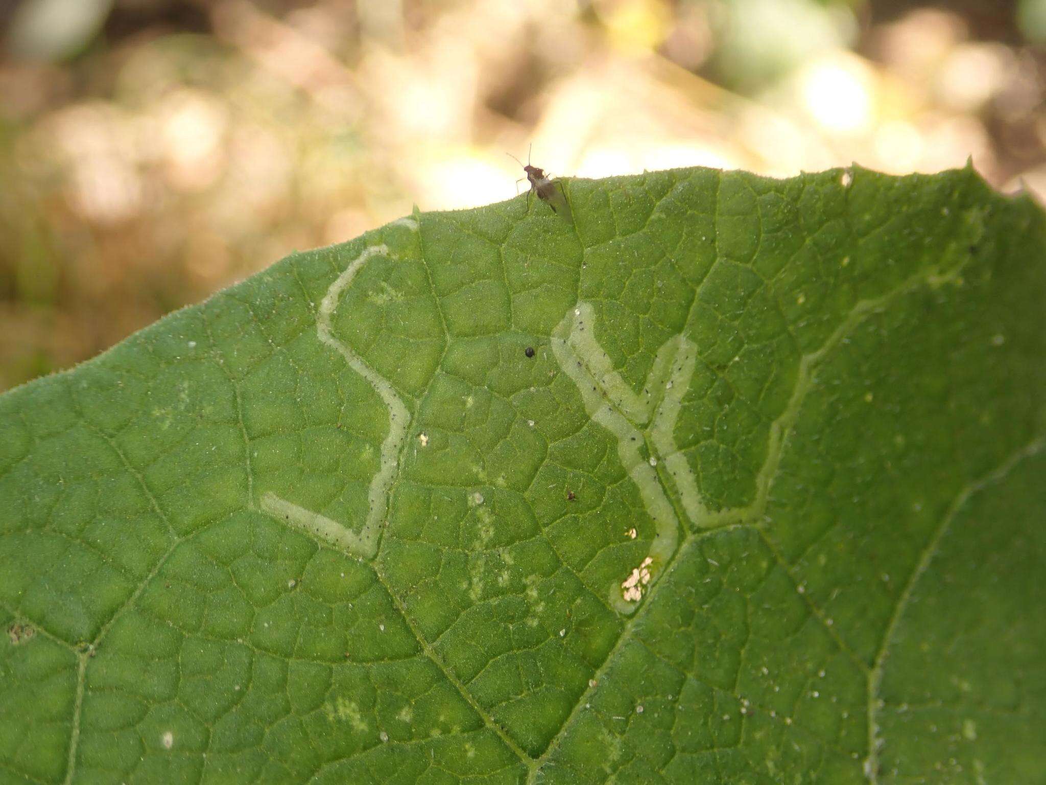 Phytomyza lappae Goureau 1851的圖片