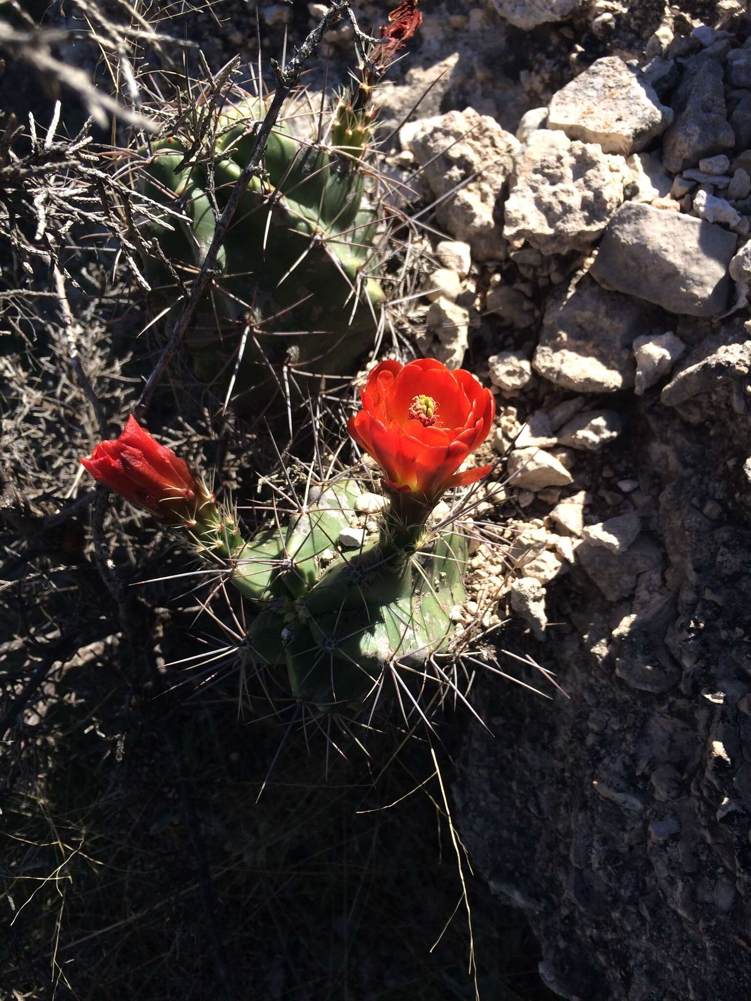 Image of Echinocereus coccineus subsp. transpecosensis