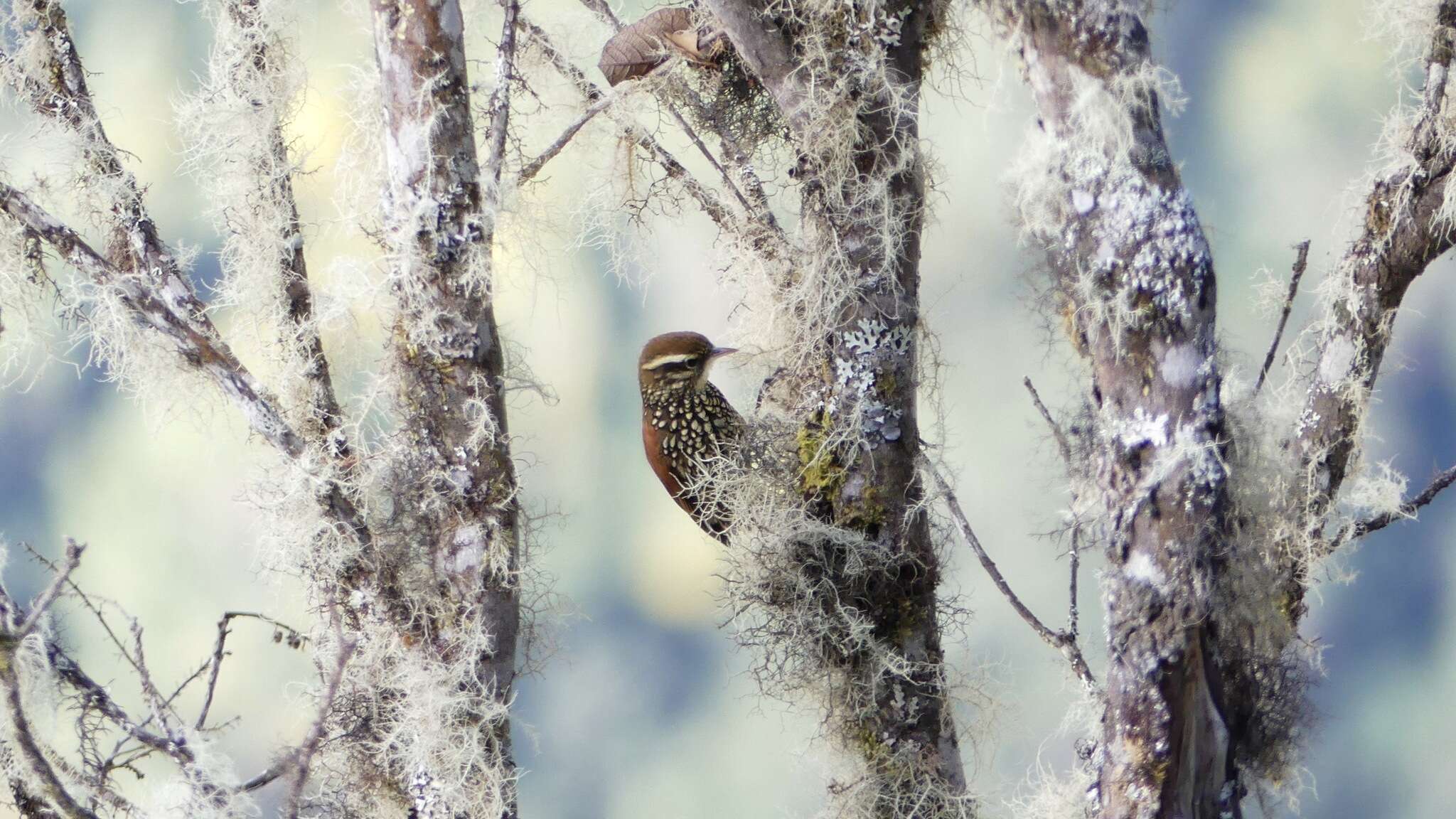 Image of Pearled Treerunner