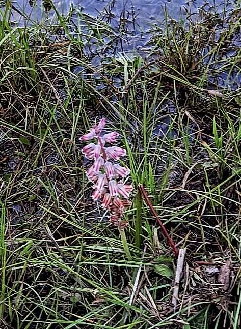 Imagem de Lachenalia youngii Baker