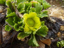 Image of Ranunculus nivicolus Hook.