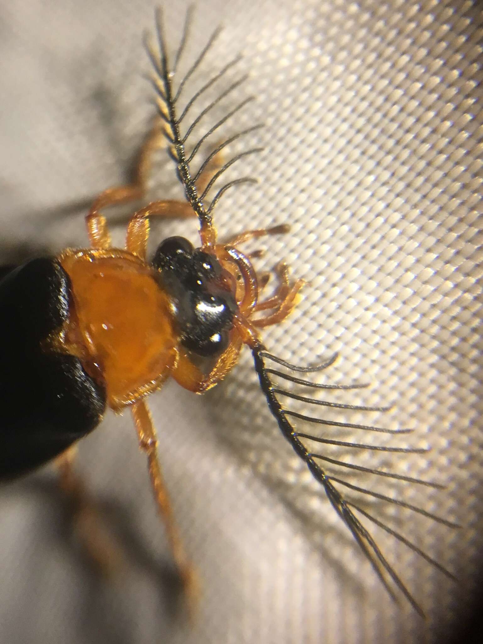 Image of Western Banded Glowworm