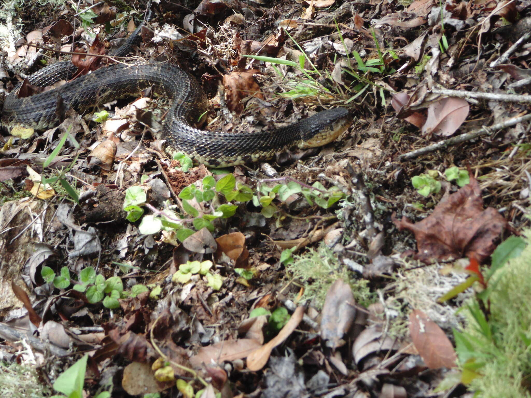 Image of Metlapilcoatlus nummifer (Rüppell 1845)