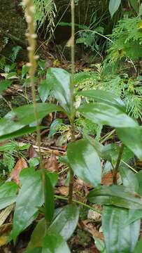 Image of Hairy jewel orchid